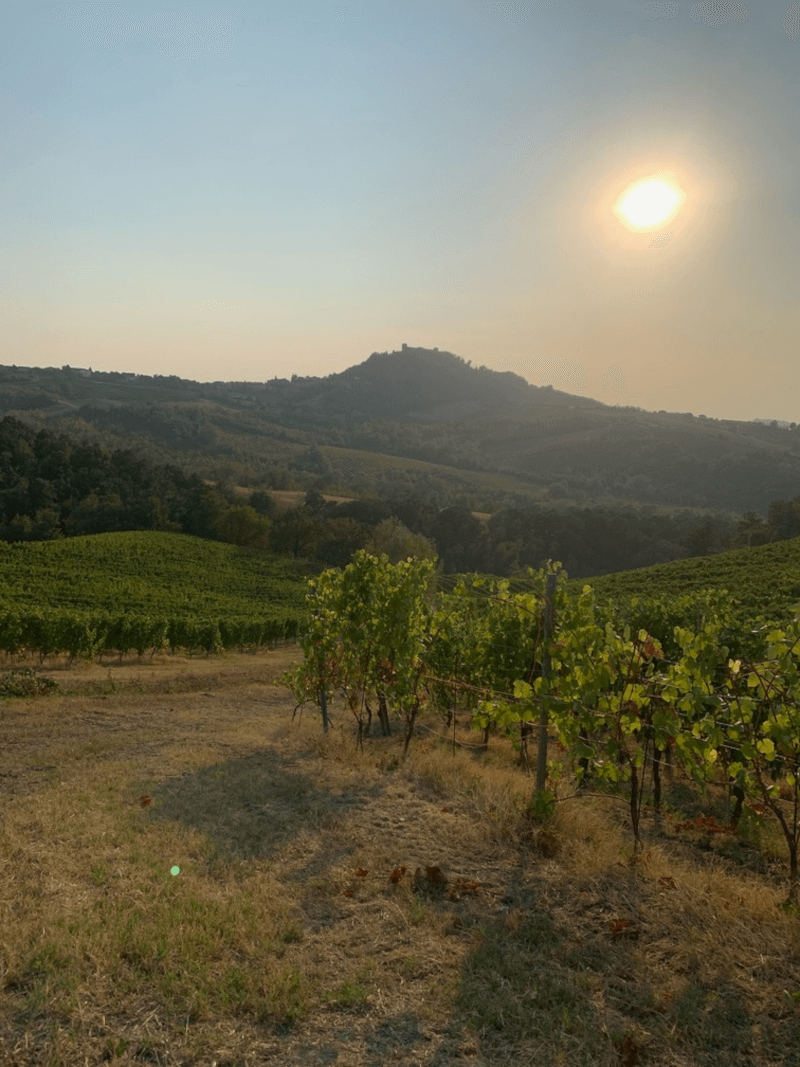 マルケージ・ディ・モンタルトのブドウ畑 マルケージ・ディ・モンタルトのブドウ畑