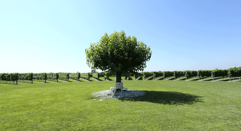 ヴィンヤード I マグレディ