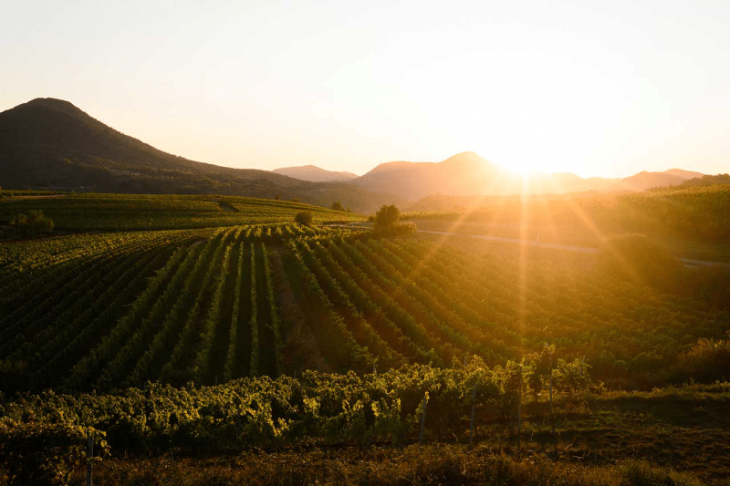 Ellermann-Spiegel Weinberg