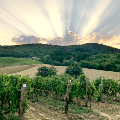 フレスコバルディ・ヴィンヤード・サンセット