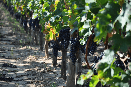 ブドウ畑の印象 ブドウ畑の印象