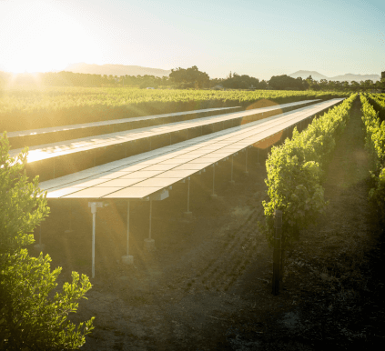 シルバーオークのブドウ畑を望む シルバーオークのブドウ畑を望む