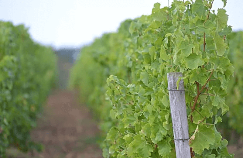 ドメーヌ・コルダイユのブドウの苗木