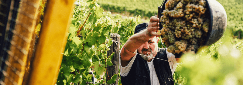Lese auf dem Weingut Jakob Schneider Lese auf dem Weingut Jakob Schneider