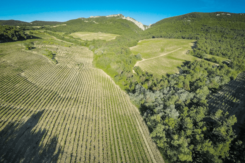 ピエール・アマデューによるブドウ畑の眺め