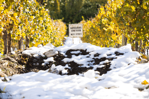 アドリアンナ・ヴィンヤーズの場所