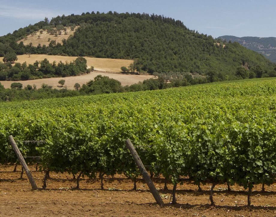 ファットリア・アルドブランデスカ・ヴィンヤード