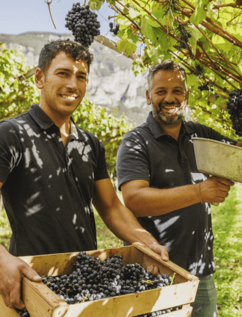 サリッツォーニのワイン醸造家 サリッツォーニのワイン醸造家