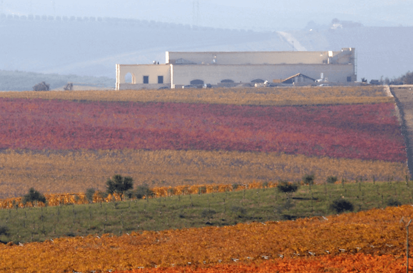 秋のトルマレスカ・ヴィンヤード