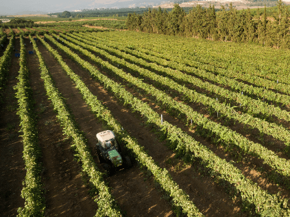 チューリップ畑