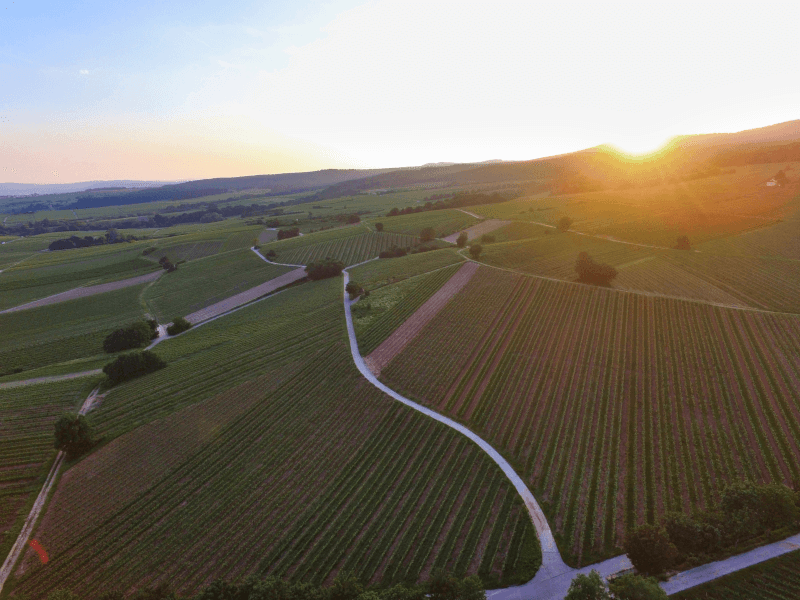 プリンツ社のワイナリーのブドウ畑を望む