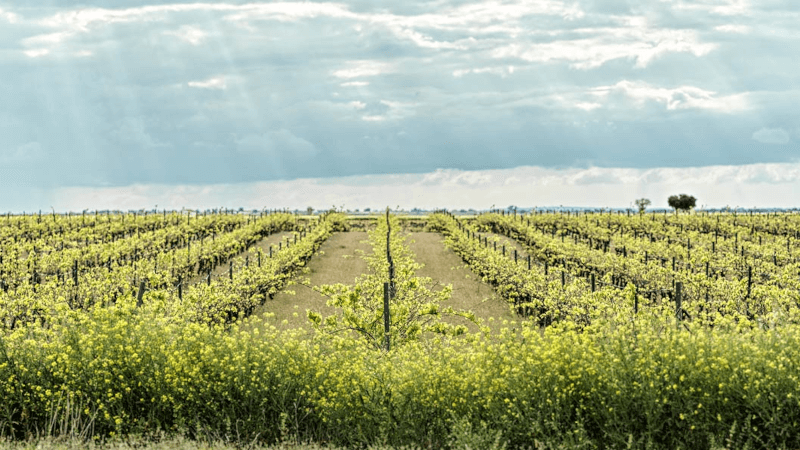 ボデガス・ティネドのブドウ畑にて