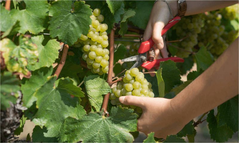 ブラゾン・ド・ブルゴーニュ ヴィンテージ ブラゾン・ド・ブルゴーニュ ヴィンテージ