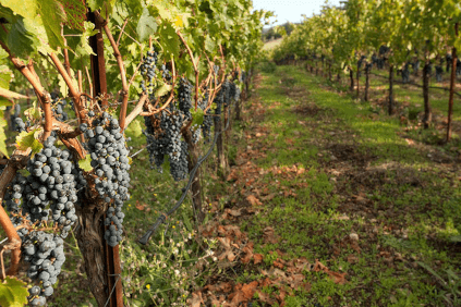 今日のブドウ畑