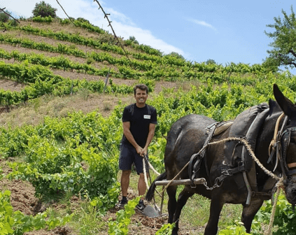 ボデガス・アクースティック・セリェールのブドウ畑での作業 ボデガス・アクースティック・セリェールのブドウ畑での作業