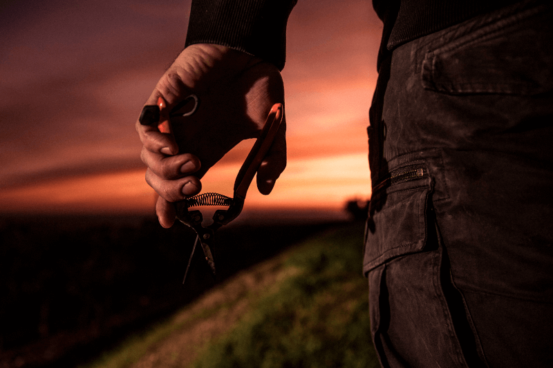 ブドウ畑で剪定バサミを持つマルティン・メッツガー ブドウ畑で剪定バサミを持つマルティン・メッツガー