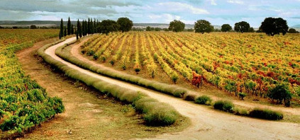 マルケス・デ・グリニョン社のブドウの木