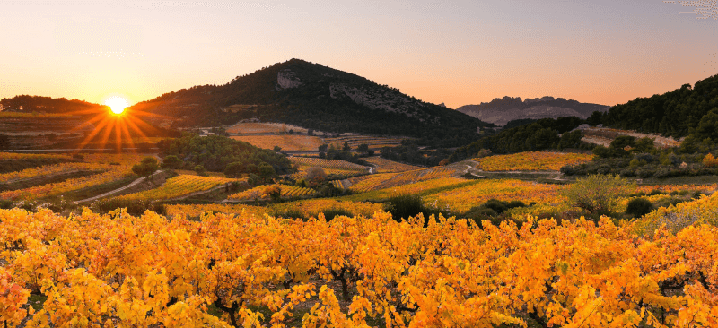 レ・ヴィニュロン・ド・ラン・エンクレーヴ・デ・パプ・テリオル