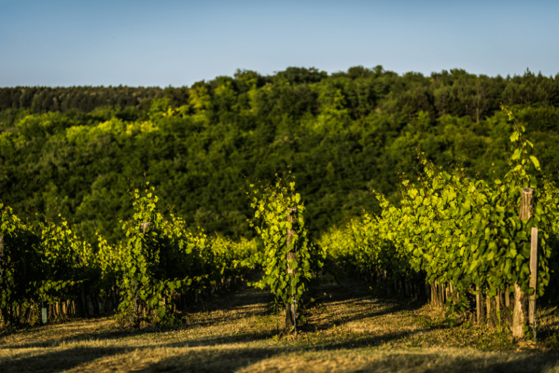 パノン地方のワイン産地の町並み
