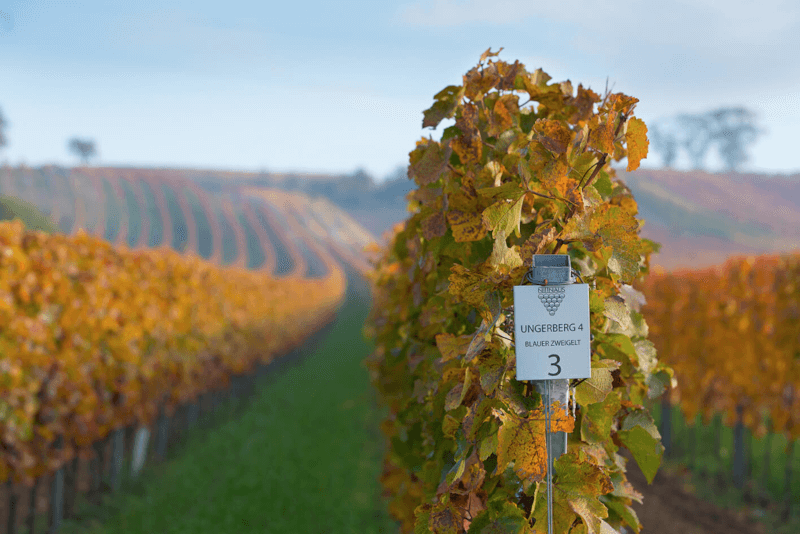 ゲブリューダー・ニットナウスのブドウ