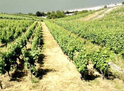 ブドウ園 アスマンハウザー・ヘレンベルク