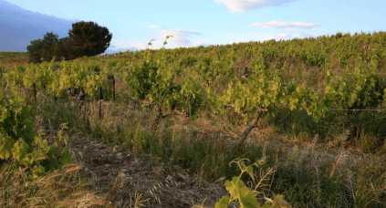 ラストーにある葡萄畑