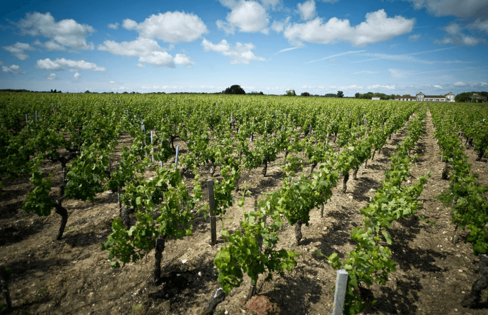 ブドウ畑のブドウの木