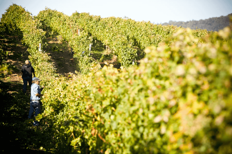 ブドウ畑の収穫