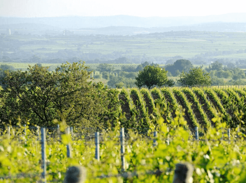 ブドウ畑を見渡す