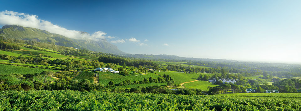 コンスタンシアの Buitenverwachting ブドウ畑