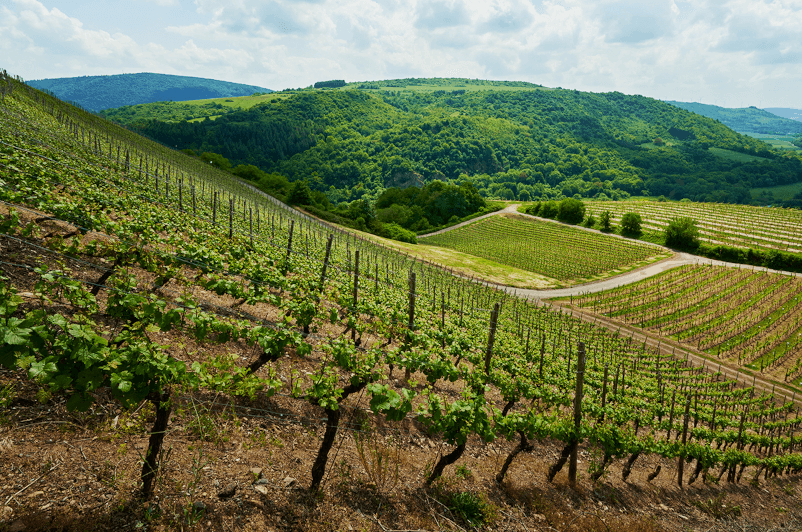 ヘキサマーのブドウ畑を望む