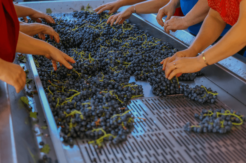 マラニ・テラヴィ・ワインセラーのブドウ