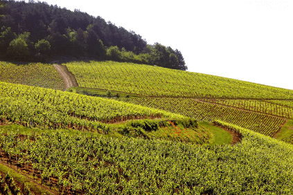 ラロッシュのブドウ畑