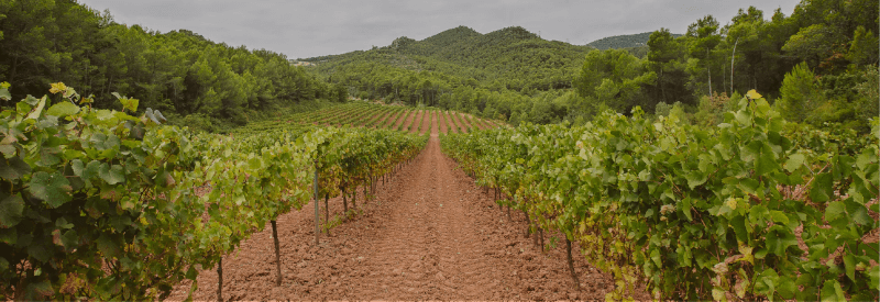 Blick in die Weinberge von Vallformosa