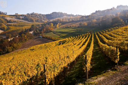 ボッキーノ・ヴィンヤード