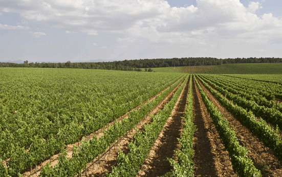 サンタクリスティーナ・ヴィンヤード