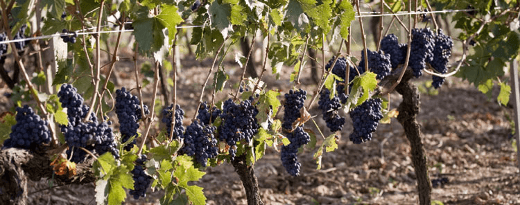 Sangiovese ブドウ Caparzo Sangiovese グレープカパルゾ