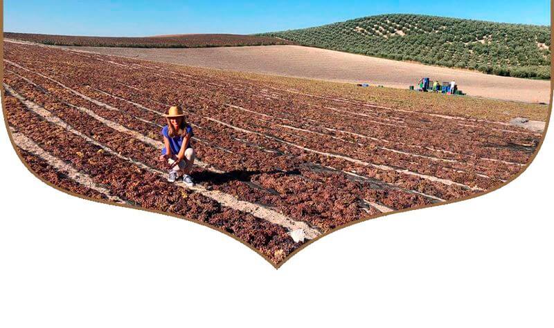 ボデガス・ロブレスのワイン収穫