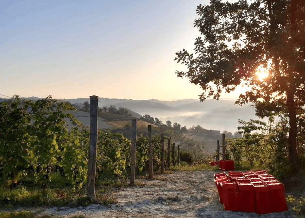 ボルゴ・マラグリアーノ・ヴィンヤード ボルゴ・マラグリアーノ・ヴィンヤード