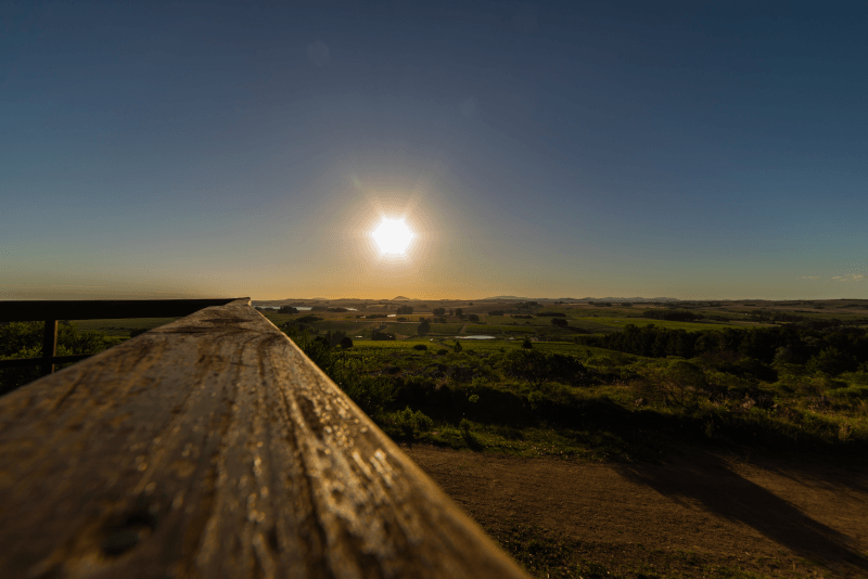 ウルグアイのブドウ畑に沈む夕日