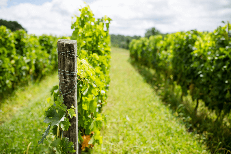 シャトー・カリニャンのブドウ畑