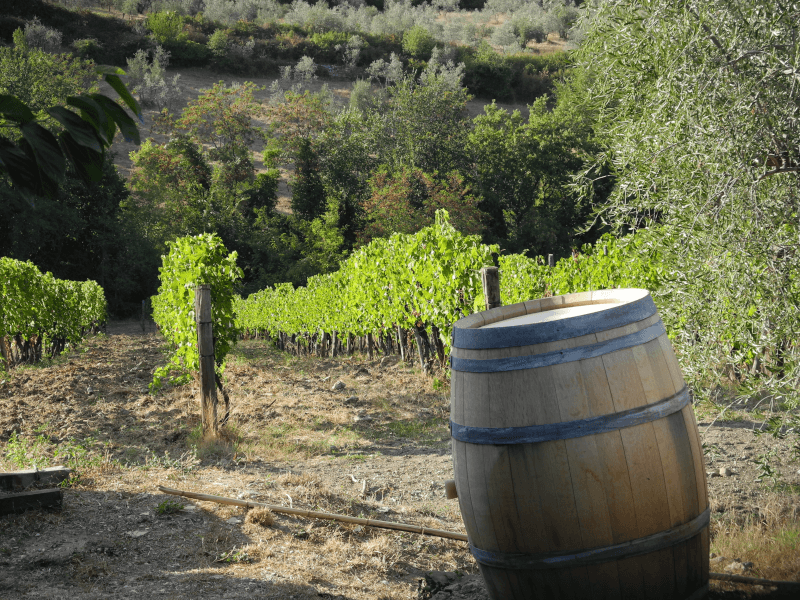 Blick in die Weinberge von Casaloste Blick in die Weinberge von Casaloste