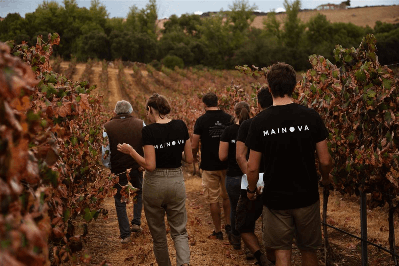 ブドウ畑を歩くマイノバ