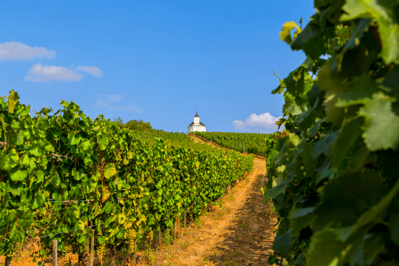 Tokaj-Weinberge