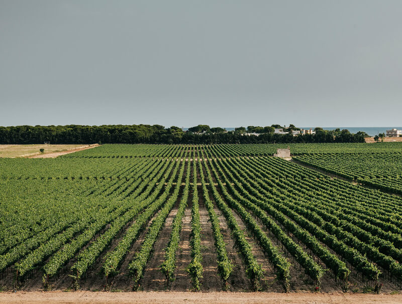 サン・マルツァーノのブドウ畑