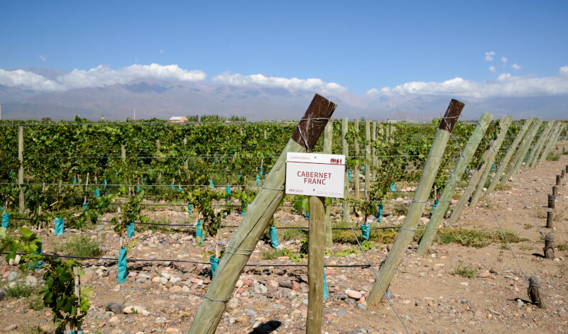 ボデガ・ヒメネス・リリ カベルネ・フランブドウ ボデガ・ヒメネス・リリ カベルネ・フランブドウ