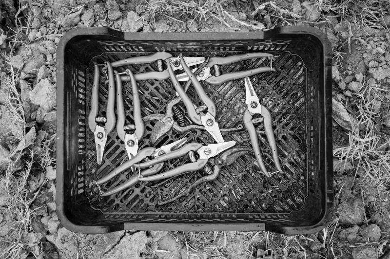 収穫前のカルメルジョセフ