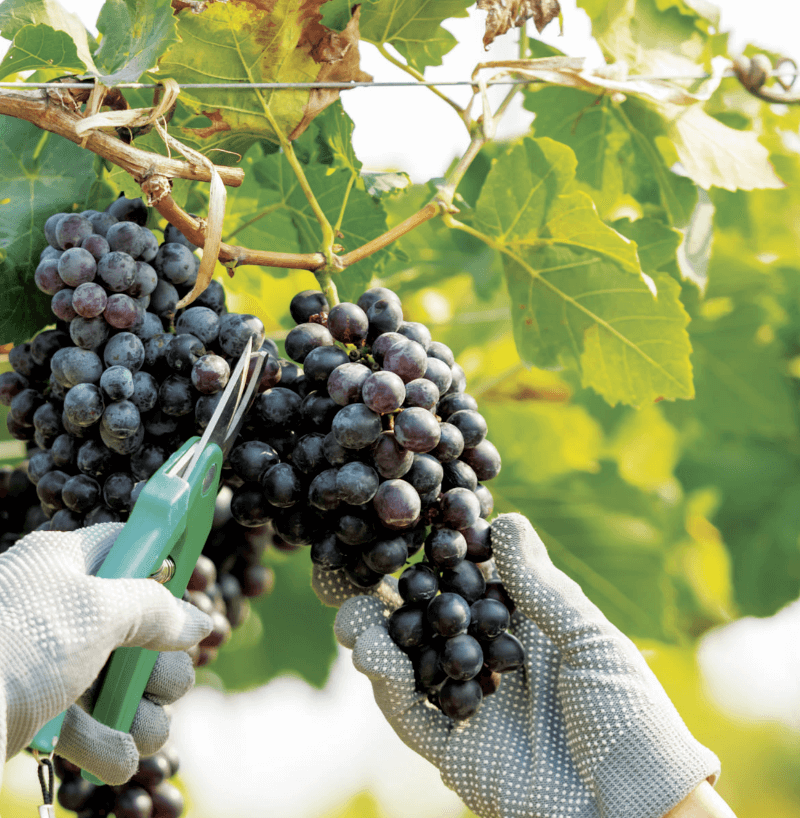 Lazar Winery トラウベン Lazar Winery トラウベン