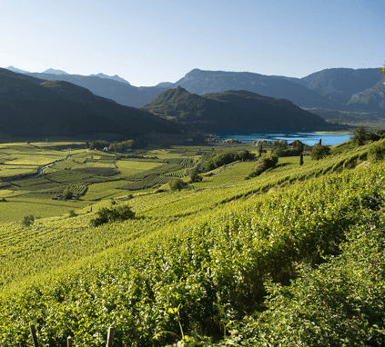 Kalternの栽培面積 Kalternの栽培面積