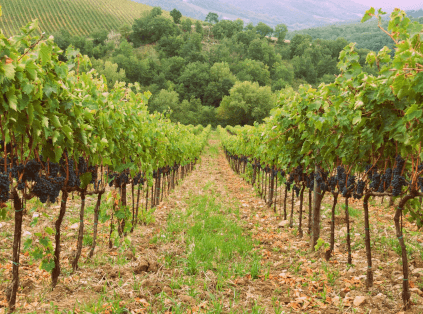 テヌータ・ディ・ヴィニョーレの葡萄畑